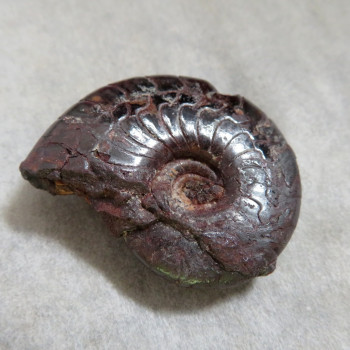 Goniatite/hematite ammonite, No. 2